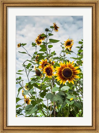 Framed Tall Sunflowers In Cape Ann, Massachusetts Print