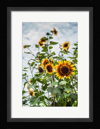 Framed Tall Sunflowers In Cape Ann, Massachusetts Print