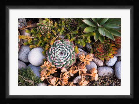 Framed Cape Ann Succulents Print