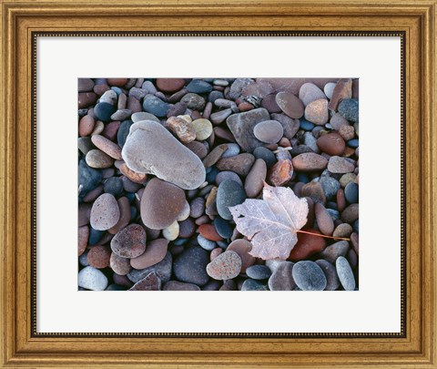 Framed Maple Leaf And Rocks Along The Shore Of Lake Superior Print