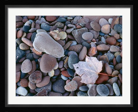 Framed Maple Leaf And Rocks Along The Shore Of Lake Superior Print