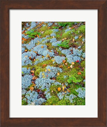 Framed Moss And Balsam Fir Saplings Print