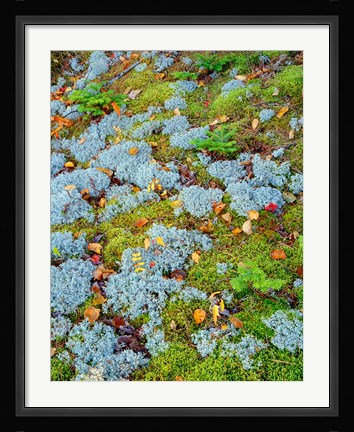 Framed Moss And Balsam Fir Saplings Print