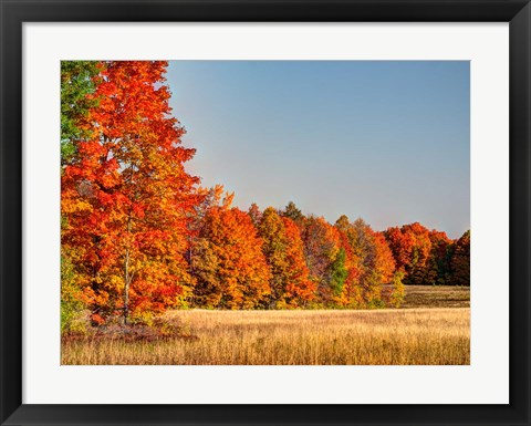 Framed Fall Colors Of The Hiawatha National Forest Print