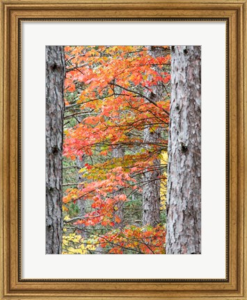 Framed Fall Pine Trees In The Forest, Michigan Print