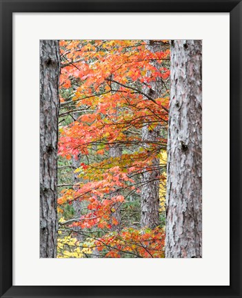 Framed Fall Pine Trees In The Forest, Michigan Print