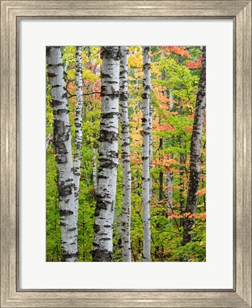Framed Birch Trunks And Maple Leaves, Michigan Print