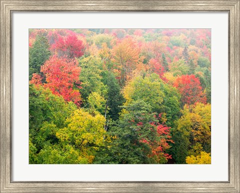 Framed Forest Above The Cut River Bridge, Michigan Print