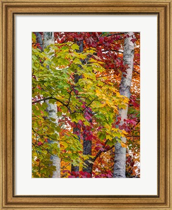 Framed Autumn Maple Leaves, Michigan Print