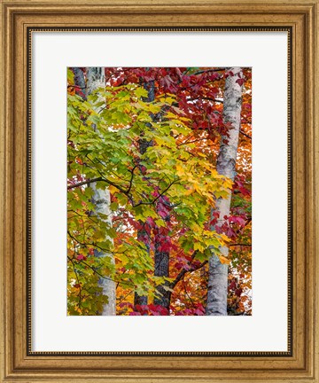 Framed Autumn Maple Leaves, Michigan Print