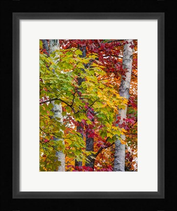 Framed Autumn Maple Leaves, Michigan Print