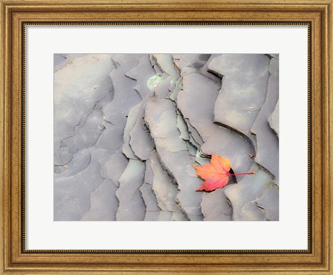 Framed Single Leaf On Rocks Along Bonanza Fall Print
