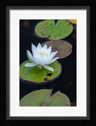 Framed White Water Lily Flowering In A Pond Print