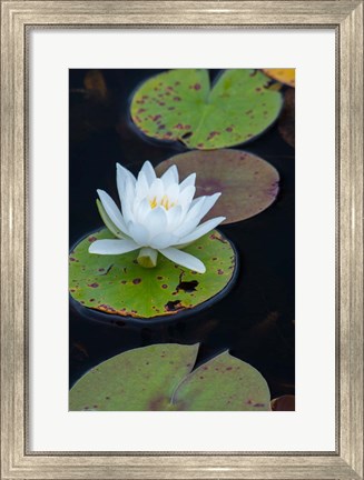 Framed White Water Lily Flowering In A Pond Print