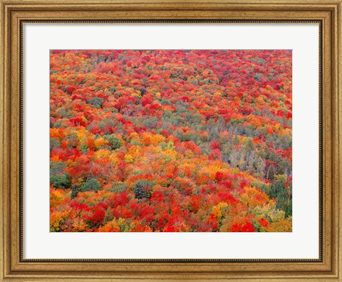 Framed Superior National Forest In Autumn Print