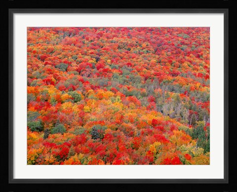 Framed Superior National Forest In Autumn Print