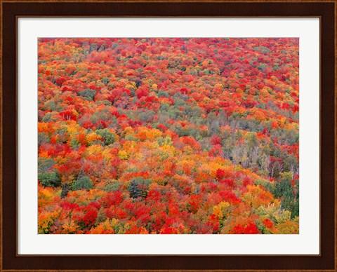 Framed Superior National Forest In Autumn Print