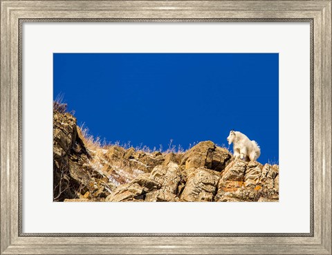 Framed Billy Mountain Goat In Glacier National Park, Montana Print