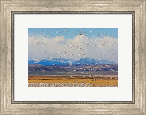 Framed Spring Migration Of Snow Geese Print