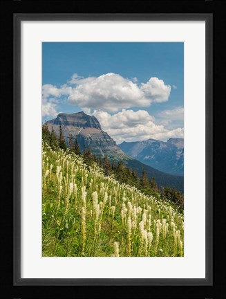 Framed Beargrass As Seen From Glacier National Park Print