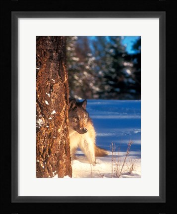 Framed Gray Wolf On The Alert In Winter Print