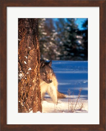 Framed Gray Wolf On The Alert In Winter Print