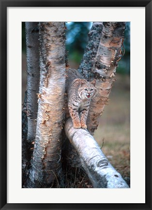 Framed Bobcat On A Fallen Birch Limb Print