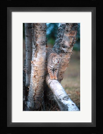Framed Bobcat On A Fallen Birch Limb Print