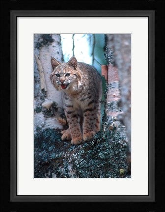 Framed Close-Up Of A Bobcat Print
