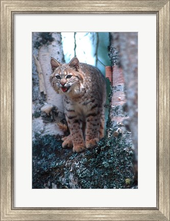 Framed Close-Up Of A Bobcat Print