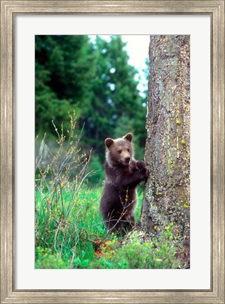 Framed Grizzly Bear Cub Leaning Against A Tree Print