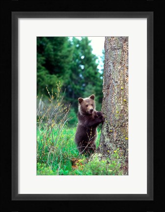 Framed Grizzly Bear Cub Leaning Against A Tree Print