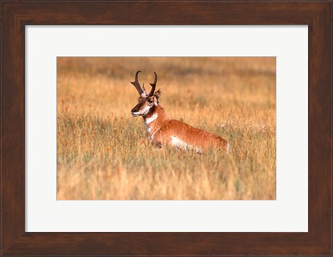 Framed Antelope Lying Down In A Grassy Field Print