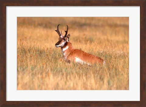 Framed Antelope Lying Down In A Grassy Field Print