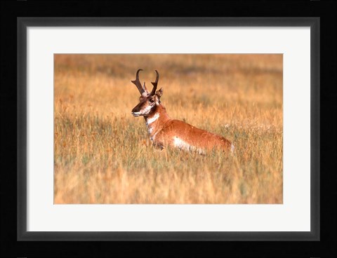 Framed Antelope Lying Down In A Grassy Field Print