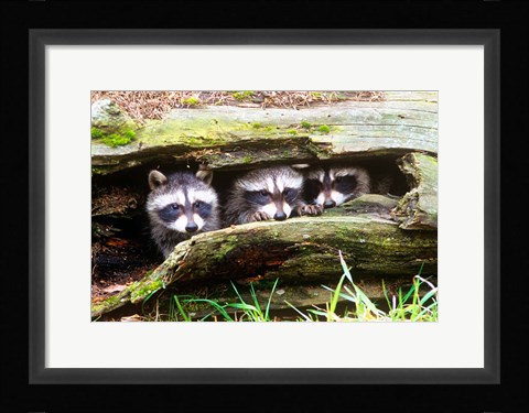 Framed Three Young Raccoons In A Hollow Log Print