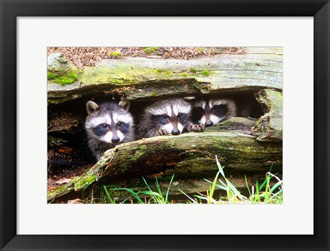 Framed Three Young Raccoons In A Hollow Log Print