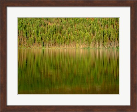 Framed Conifer Forest Reflects In Kintla Lake, Montana Print