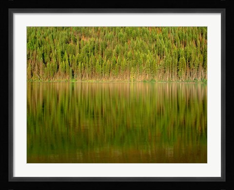 Framed Conifer Forest Reflects In Kintla Lake, Montana Print