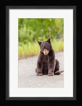 Framed Bear Cub On Camas Road Print
