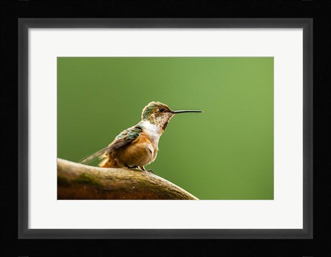 Framed Calliope Hummingbird Perched Print