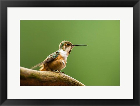 Framed Calliope Hummingbird Perched Print