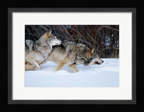 Framed Gray Wolves Running In Snow, Montana Print