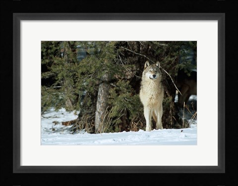 Framed Gray Wolf In Winter, Montana Print
