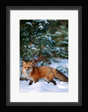 Framed Red Fox Walking In Snow, Montana Print