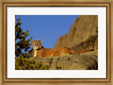 Framed Mountain Lion, Montana Print