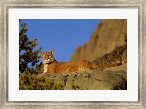 Framed Mountain Lion, Montana Print