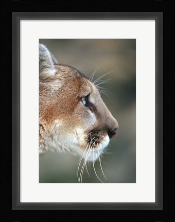 Framed Side Profile Of A Mountain Lion, Montana Print