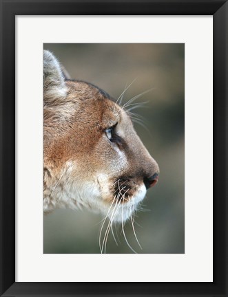 Framed Side Profile Of A Mountain Lion, Montana Print