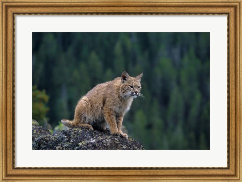 Framed Lynx, Montana Print